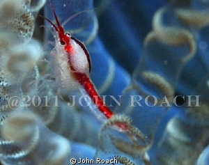 So when I asked the guys at ReefNet what this was, they d... by John Roach 